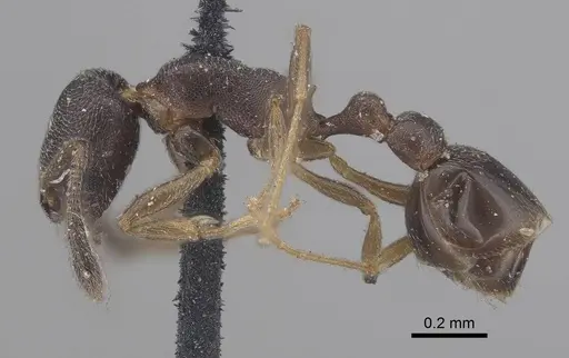 Cardiocondyla nuda specimen CASENT0919732 image casent0919732_3