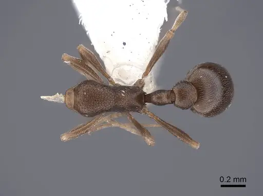 Cardiocondyla nuda specimen FMNHINS0000051550 image fmnhins0000051550_1
