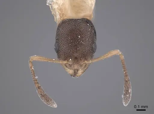 Cardiocondyla nuda specimen FMNHINS0000051550 image fmnhins0000051550_2