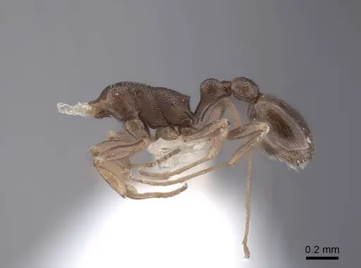 Cardiocondyla nuda specimen FMNHINS0000051550 image fmnhins0000051550_3