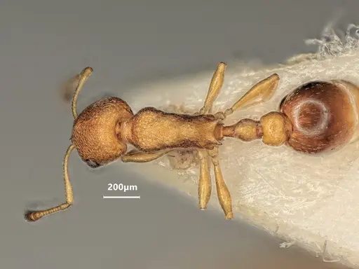 Cardiocondyla obscurior specimen ANTWEB1048527 image antweb1048527_1