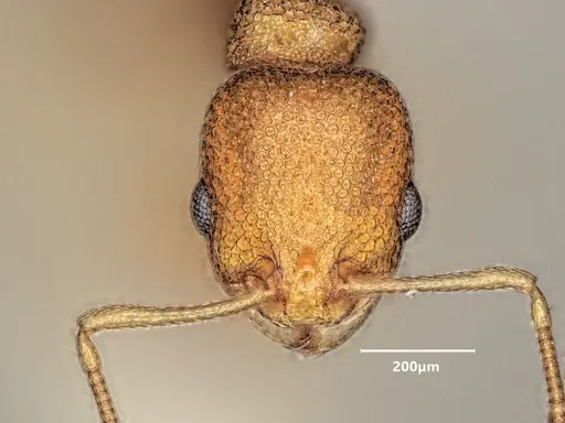 Cardiocondyla obscurior specimen ANTWEB1048527 image antweb1048527_2