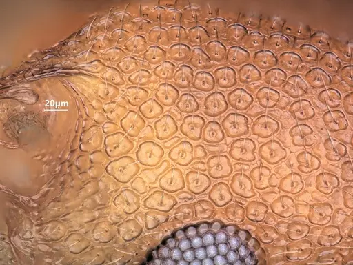 Cardiocondyla obscurior specimen ANTWEB1048527 image antweb1048527_3