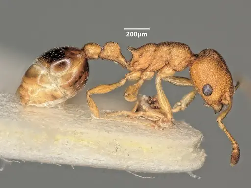 Cardiocondyla obscurior specimen ANTWEB1048527 image antweb1048527_4