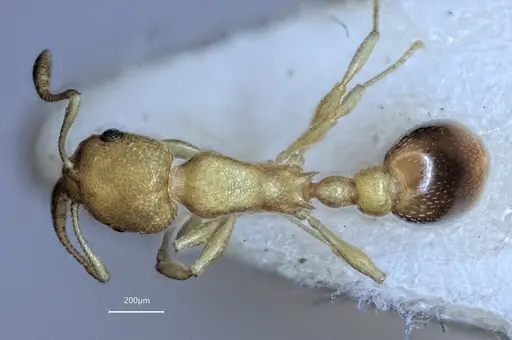 Cardiocondyla obscurior specimen ANTWEB1060474 image antweb1060474_1