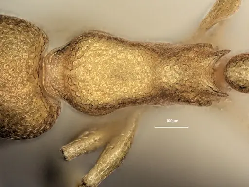 Cardiocondyla obscurior specimen ANTWEB1060474 image antweb1060474_2