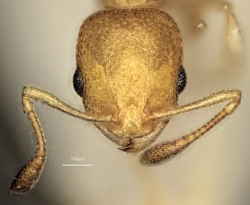 Cardiocondyla obscurior specimen ANTWEB1060474 image antweb1060474_3