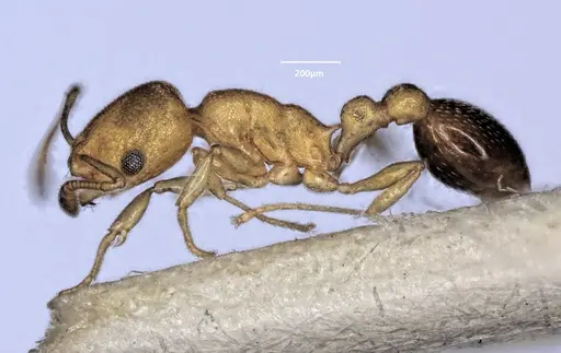 Cardiocondyla obscurior specimen ANTWEB1060474 image antweb1060474_5