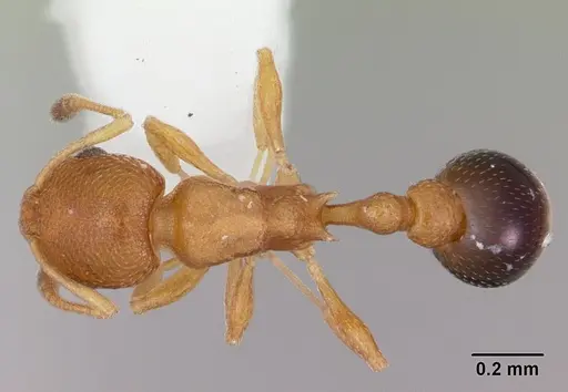 Cardiocondyla obscurior specimen CASENT0103429 image casent0103429_1