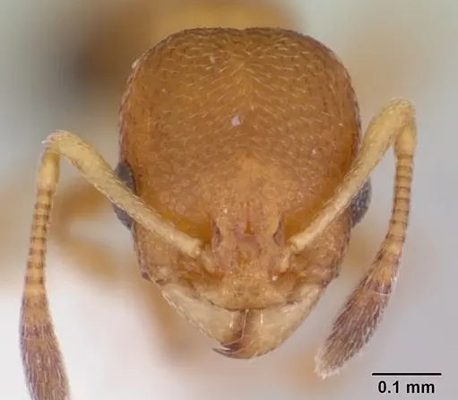 Cardiocondyla obscurior specimen CASENT0103429 image casent0103429_2