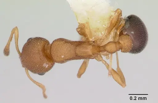 Cardiocondyla obscurior specimen CASENT0103430 image casent0103430_1