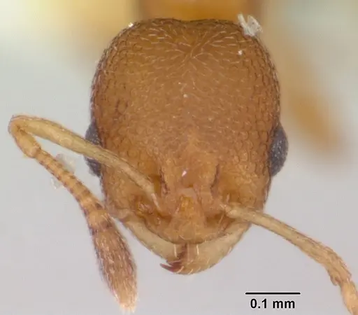 Cardiocondyla obscurior specimen CASENT0103430 image casent0103430_2
