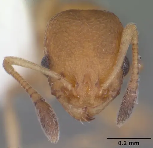 Cardiocondyla obscurior specimen CASENT0103752 image casent0103752_2