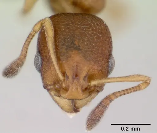 Cardiocondyla obscurior specimen CASENT0119909 image casent0119909_2