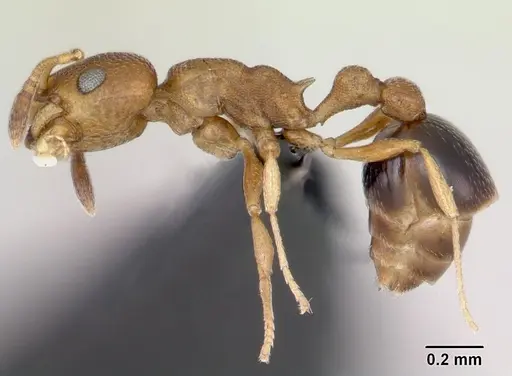 Cardiocondyla obscurior specimen CASENT0119909 image casent0119909_3