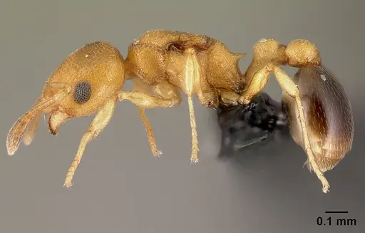 Cardiocondyla obscurior specimen CASENT0159741 image casent0159741_3