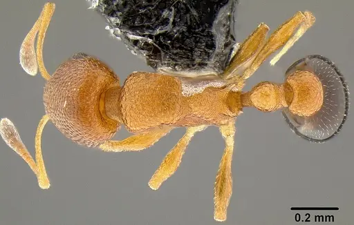 Cardiocondyla obscurior specimen CASENT0171038 image casent0171038_1