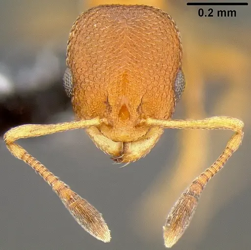 Cardiocondyla obscurior specimen CASENT0171038 image casent0171038_2