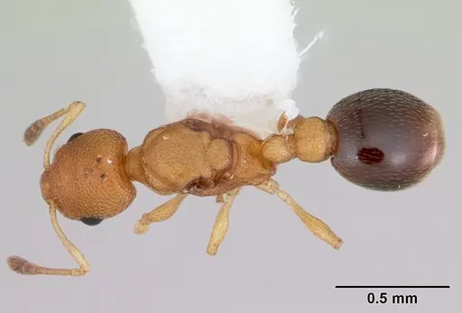 Cardiocondyla obscurior specimen CASENT0172616 image casent0172616_1