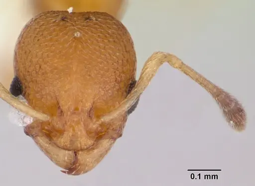 Cardiocondyla obscurior specimen CASENT0172616 image casent0172616_2