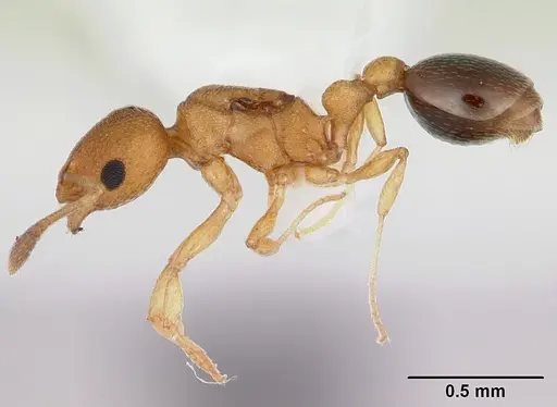 Cardiocondyla obscurior specimen CASENT0172616 image casent0172616_3