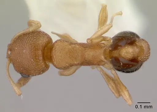 Cardiocondyla obscurior specimen CASENT0178363 image casent0178363_1