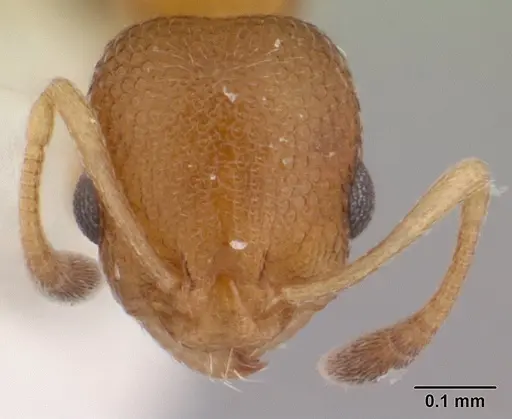 Cardiocondyla obscurior specimen CASENT0178363 image casent0178363_2
