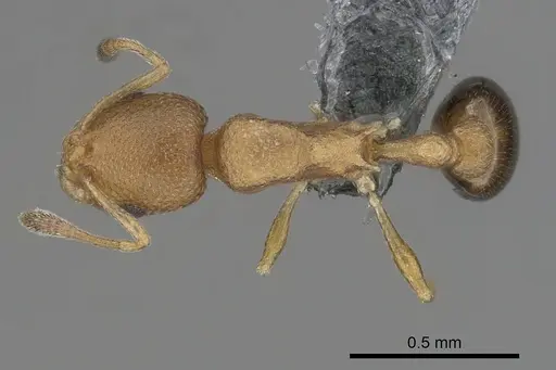 Cardiocondyla obscurior specimen CASENT0264663 image casent0264663_1