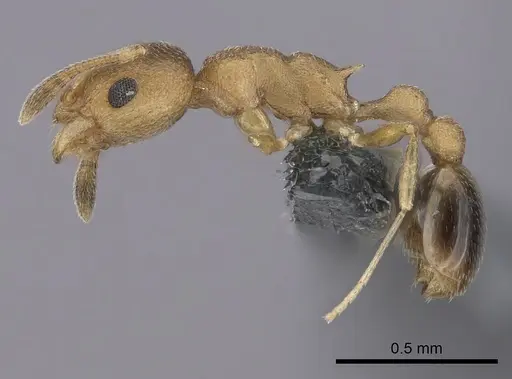Cardiocondyla obscurior specimen CASENT0264663 image casent0264663_3