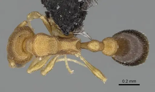 Cardiocondyla obscurior specimen CASENT0799216 image casent0799216_1