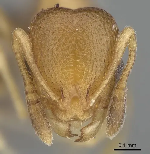 Cardiocondyla obscurior specimen CASENT0799216 image casent0799216_2