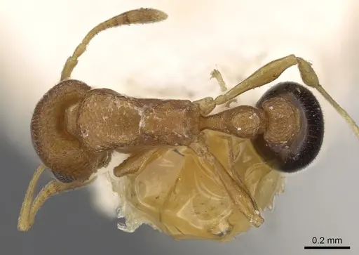 Cardiocondyla obscurior specimen CASENT0901754 image casent0901754_1