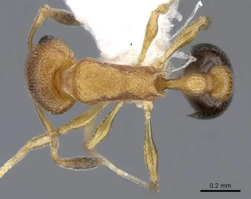 Cardiocondyla obscurior specimen CASENT0914967 image casent0914967_1
