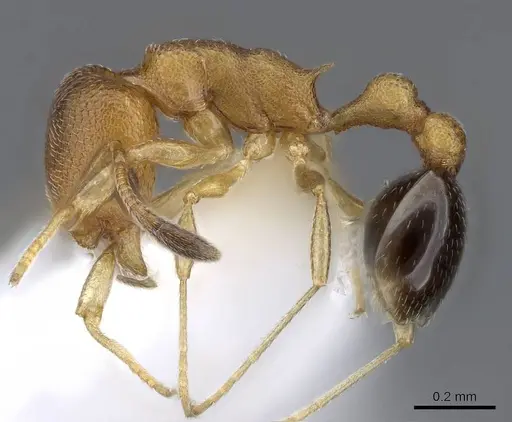 Cardiocondyla obscurior specimen CASENT0914967 image casent0914967_3