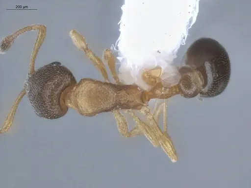 Cardiocondyla obscurior specimen ECOFOG-BUG-2529-06 image ecofog-bug-2529-06_1