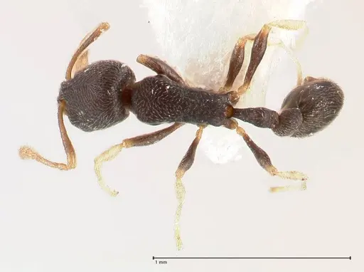 Cardiocondyla opaca specimen FOCOL0732 image focol0732_1