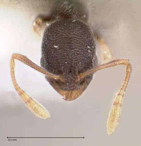 Cardiocondyla opaca specimen FOCOL0732 image focol0732_3