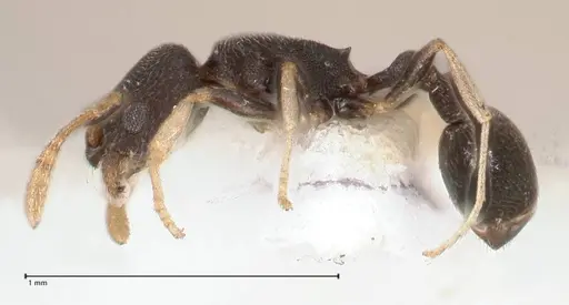 Cardiocondyla opaca specimen FOCOL0732 image focol0732_5