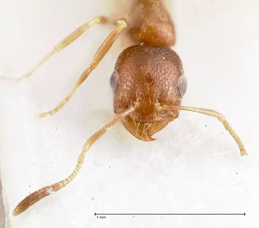 Cardiocondyla opistopsis specimen FOCOL0730 image focol0730_3