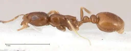 Cardiocondyla opistopsis specimen FOCOL0730 image focol0730_5