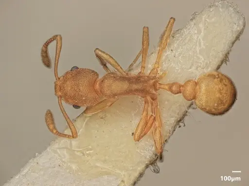 Cardiocondyla papuana specimen ANTWEB1048528 image antweb1048528_1
