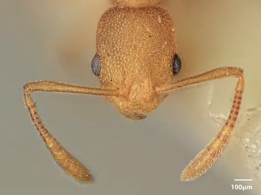 Cardiocondyla papuana specimen ANTWEB1048528 image antweb1048528_2