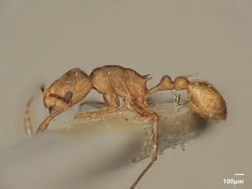 Cardiocondyla papuana specimen ANTWEB1048528 image antweb1048528_4