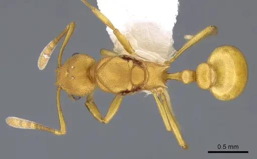 Cardiocondyla papuana specimen CASENT0914968 image casent0914968_1