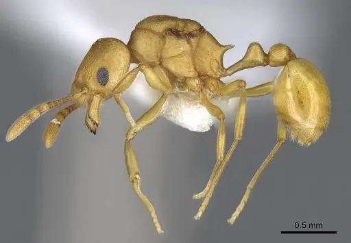 Cardiocondyla papuana specimen CASENT0914968 image casent0914968_3