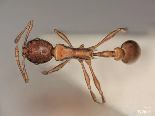 Cardiocondyla paradoxa specimen ANTWEB1048529 image antweb1048529_1