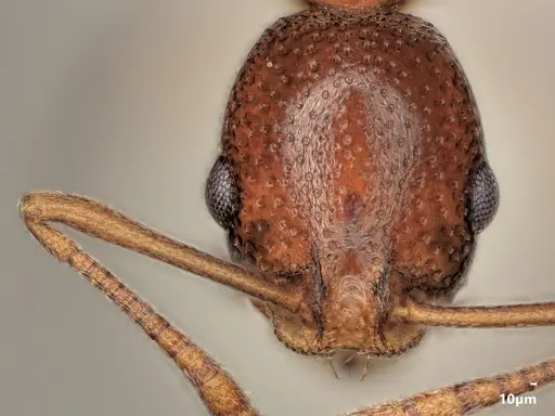 Cardiocondyla paradoxa specimen ANTWEB1048529 image antweb1048529_2