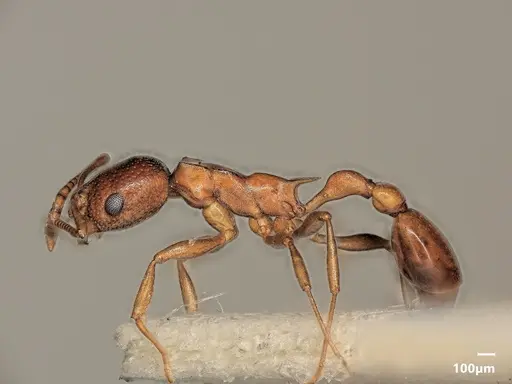 Cardiocondyla paradoxa specimen ANTWEB1048529 image antweb1048529_4