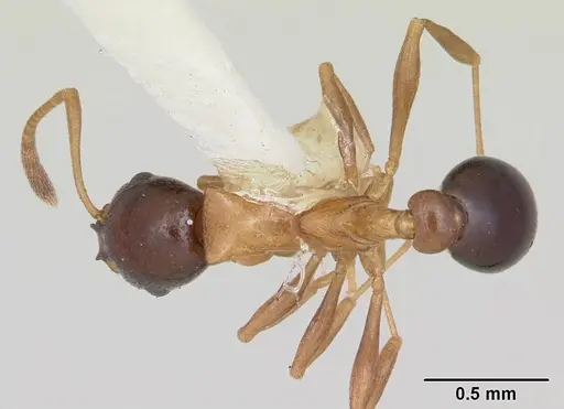 Cardiocondyla paradoxa specimen CASENT0103276 image casent0103276_1