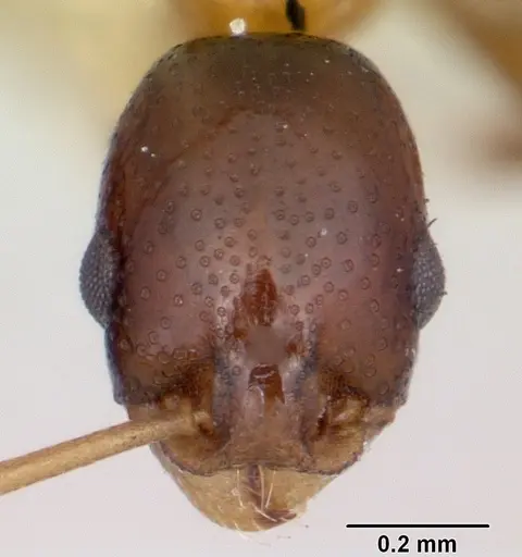 Cardiocondyla paradoxa specimen CASENT0103276 image casent0103276_2